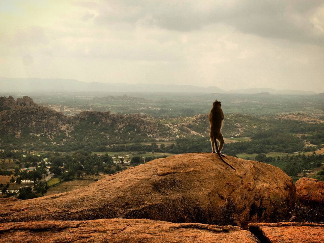 On the top of the monkey hill, in the Hanuman&rsquo;s temple, Apes lookout the valley. (en Hampi, Karnataka)