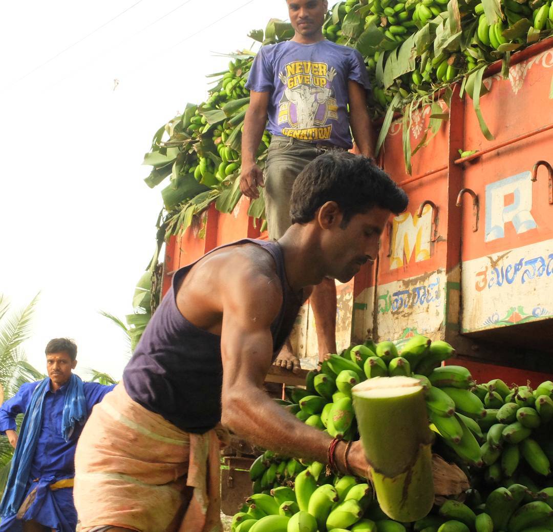 Workers on a banana plantation @lensculture